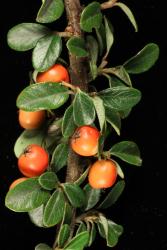 Cotoneaster ×suecicus: Fruit and foliage.
 Image: D. Glenny © Landcare Research 2017 CC BY 3.0 NZ